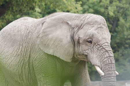 African elephant or Loxodonta africana is the largest land animal in the worldの写真素材