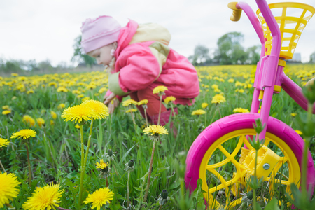 Magenta color kids tricycle with yellow wheels and little toddler girl collecting dandelion flowers at spring green meadowの写真素材