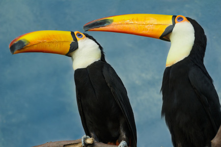 Full length pair portrait of adult toco toucan birds perched on tree branchの写真素材