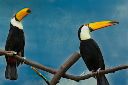 Couple of toco toucans are sitting on dry tree branchの写真素材