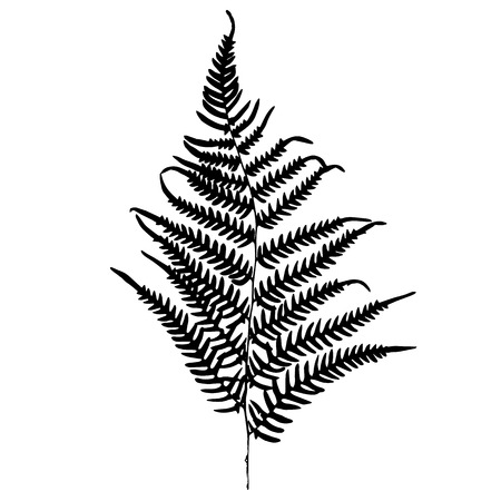 Fern silhouette. Isolated on white backgroundのイラスト素材