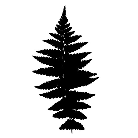 Fern silhouetteのイラスト素材