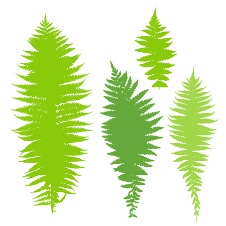 Fern setのイラスト素材