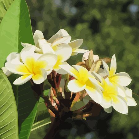 Frangipani flower. Vector illustration.のイラスト素材