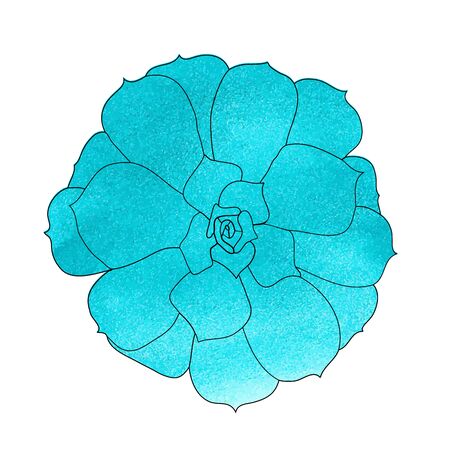 Succulent plant (echeveria), watercolor top view. Hand drawn vector illustration.のイラスト素材