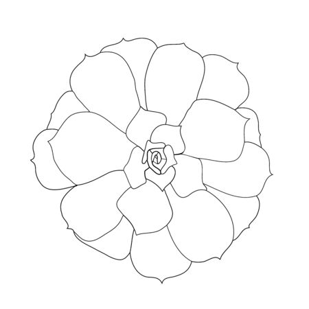 Succulent plant (echeveria), top view. Hand drawn vector illustration.のイラスト素材