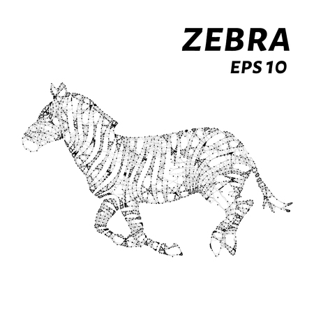 Zebra consists of points, lines and triangles. The polygon shape in the form of a silhouette of Zebra on a dark background. Vector illustrationのイラスト素材