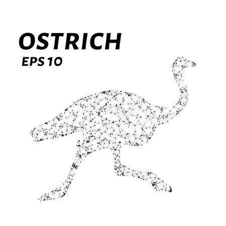 The ostrich consists of points, lines and triangles. The polygon shape in the form of a silhouette of an ostrich on a white background. Vector illustrationのイラスト素材