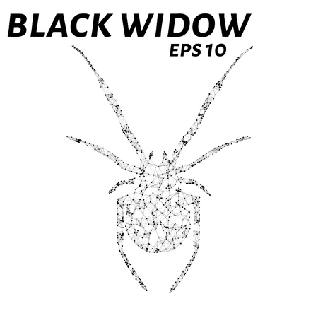 Black widow consists of points, lines and triangles. The polygon shape in the form of a silhouette of a spider on a white background. Vector illustrationのイラスト素材
