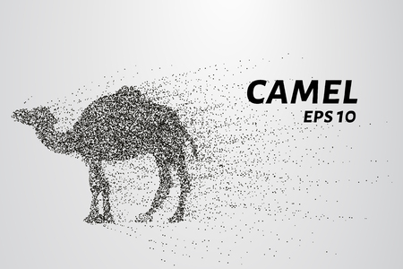 Camel of the particles. Camel consists of circles and points. Vector illustrationのイラスト素材