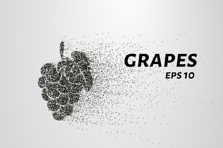 The grapes of particles. Grapes consists of small circles and dots. Vector illustration.のイラスト素材