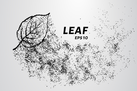 The leaf of the particles. The leaf is composed of circles and dots. Vector illustrationのイラスト素材