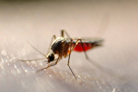 Mosquito