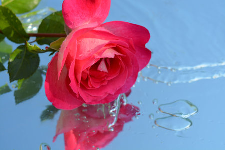 Roses reflected in waterの写真素材