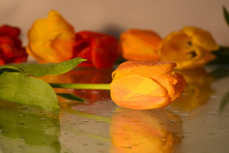 Yellow tulips, reflectionの写真素材
