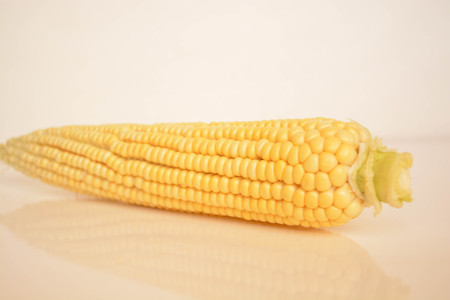 Fresh corn on white backgroundの写真素材