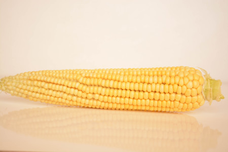 Fresh corn on white backgroundの写真素材