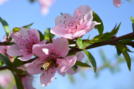 Natural background, peach flowersの写真素材