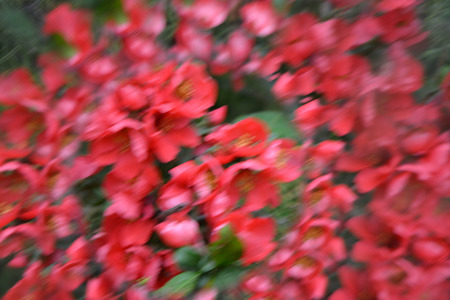 Natural background, kaleidoscope effectの写真素材