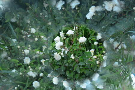 Natural background, kaleidoscope effectの写真素材