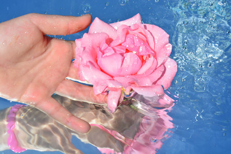 Roses reflected in waterの写真素材