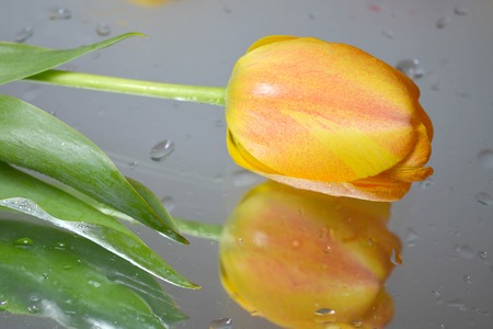 Yellow tulips, reflectionの写真素材