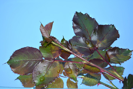 Beautiful leaves reflected in pure waterの写真素材
