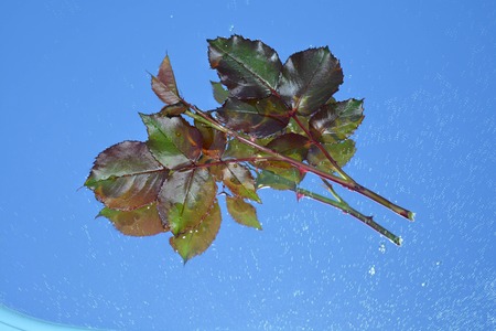 Beautiful leaves reflected in pure waterの写真素材