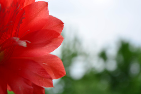Natural background, flowersの写真素材