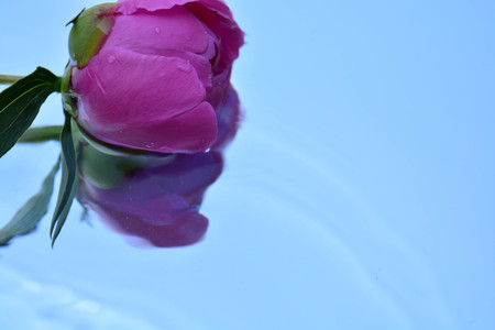 A beautiful rose reflected in pure waterの写真素材