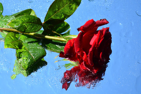 A beautiful rose reflected in pure waterの写真素材