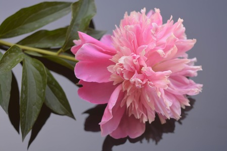 A beautiful roseの写真素材