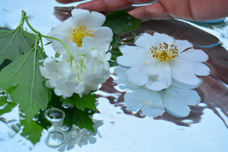 Flowers and handsの写真素材