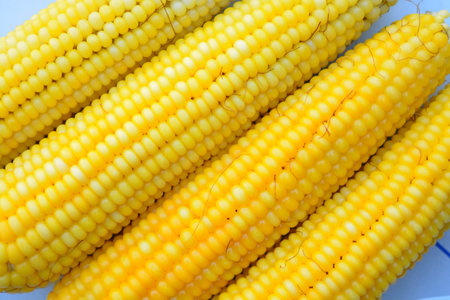 Fresh corn on white background