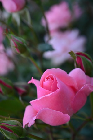A beautiful rose on natural backgroundの写真素材