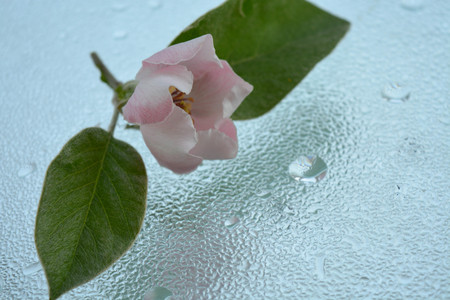 Natural background, kaleidoscope effectの写真素材