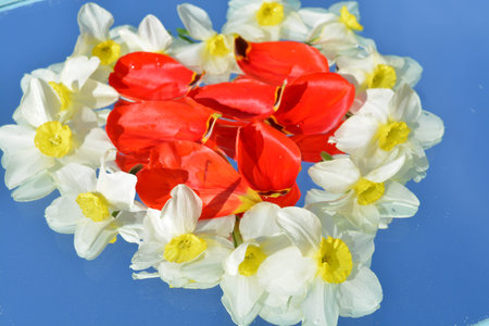 Flowers, reflection