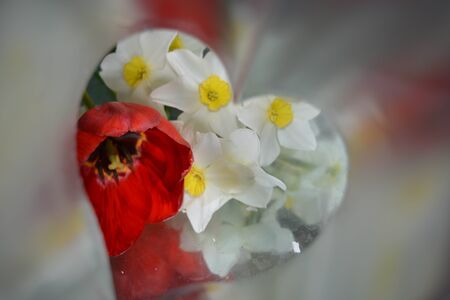 Natural flower background, heartの写真素材