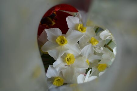 Natural flower background, heartの写真素材