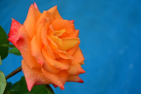 Beautiful rosesの写真素材