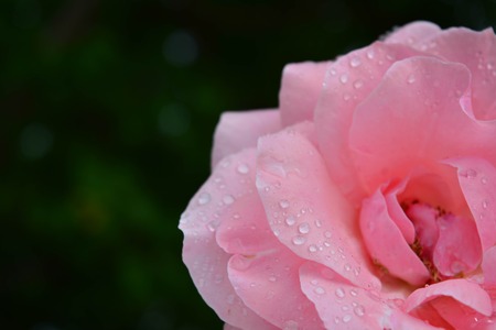 Beautiful rosesの写真素材