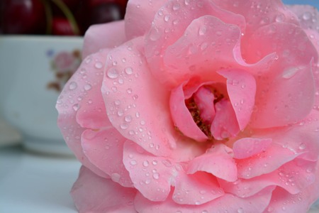 Beautiful rosesの写真素材