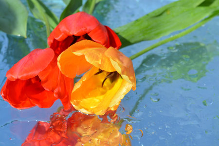 Flowers, reflectionの写真素材