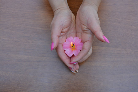 A beautiful rose and woman handの写真素材