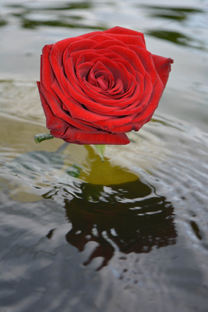 Beautiful rosesの写真素材