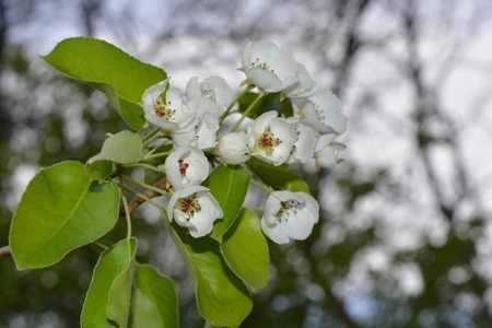Tree flowers, nature, blue sky, clouds, springの写真素材