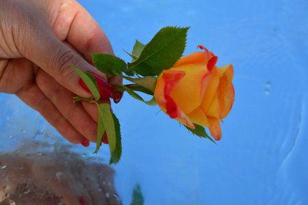 A beautiful rose and woman handの写真素材