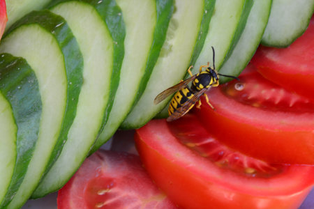 Background from sliced vegetablesの写真素材