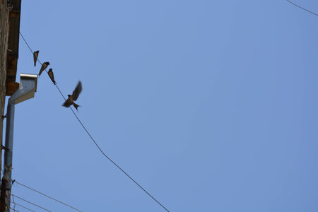 Swallows, birdsの写真素材