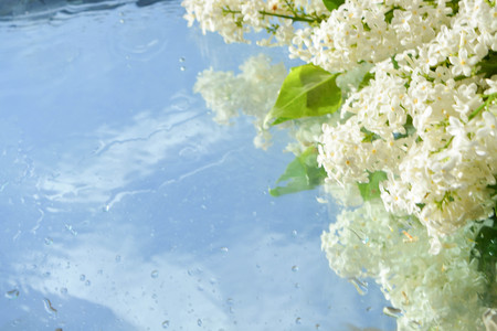 Beautiful lilacs reflected in waterの写真素材
